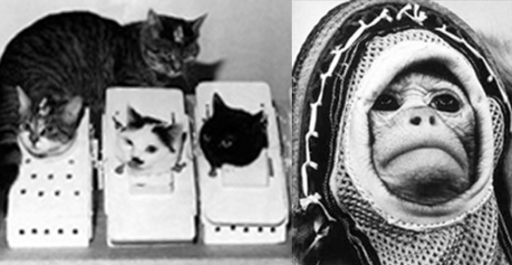 cats and monkey