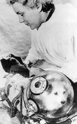 dog helmet
