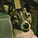 laika