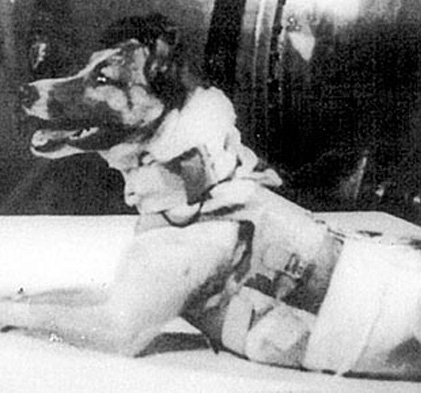 laika after surgery